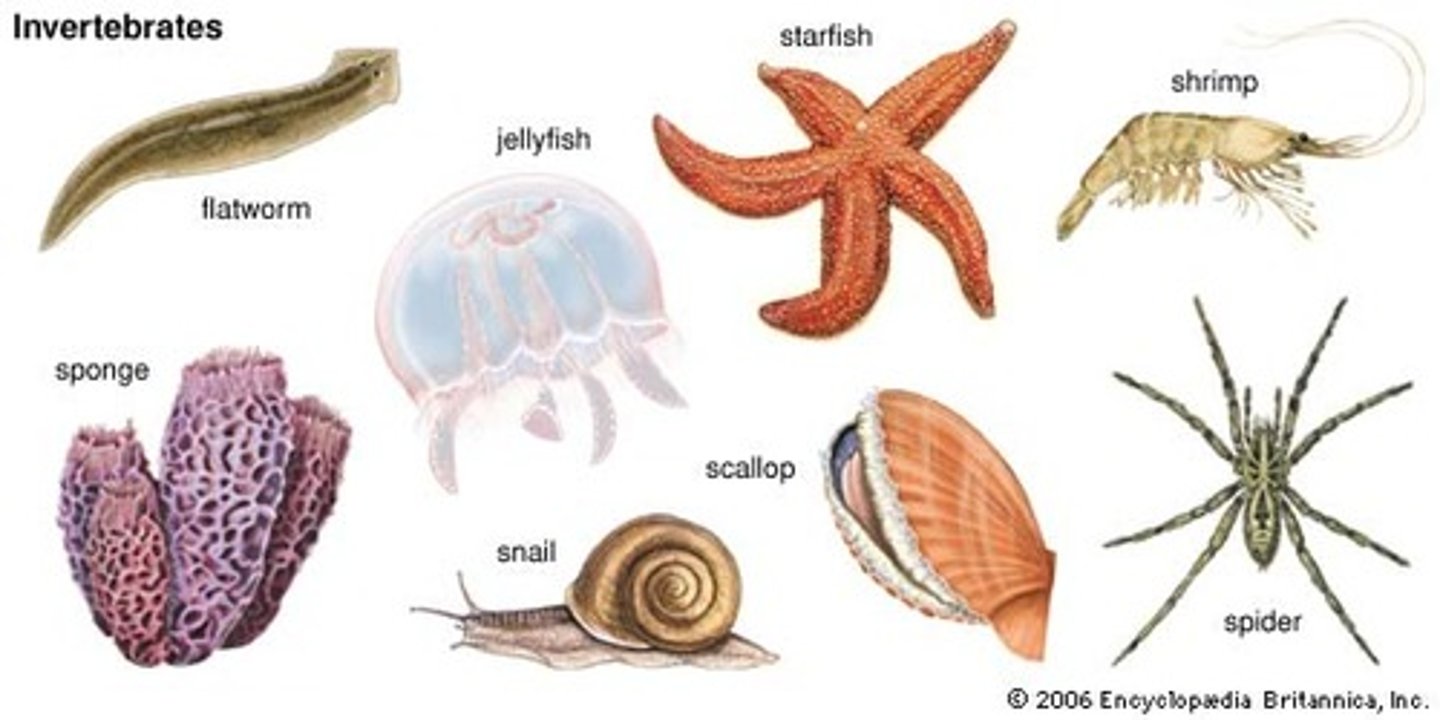 <p>animals without a backbone</p>