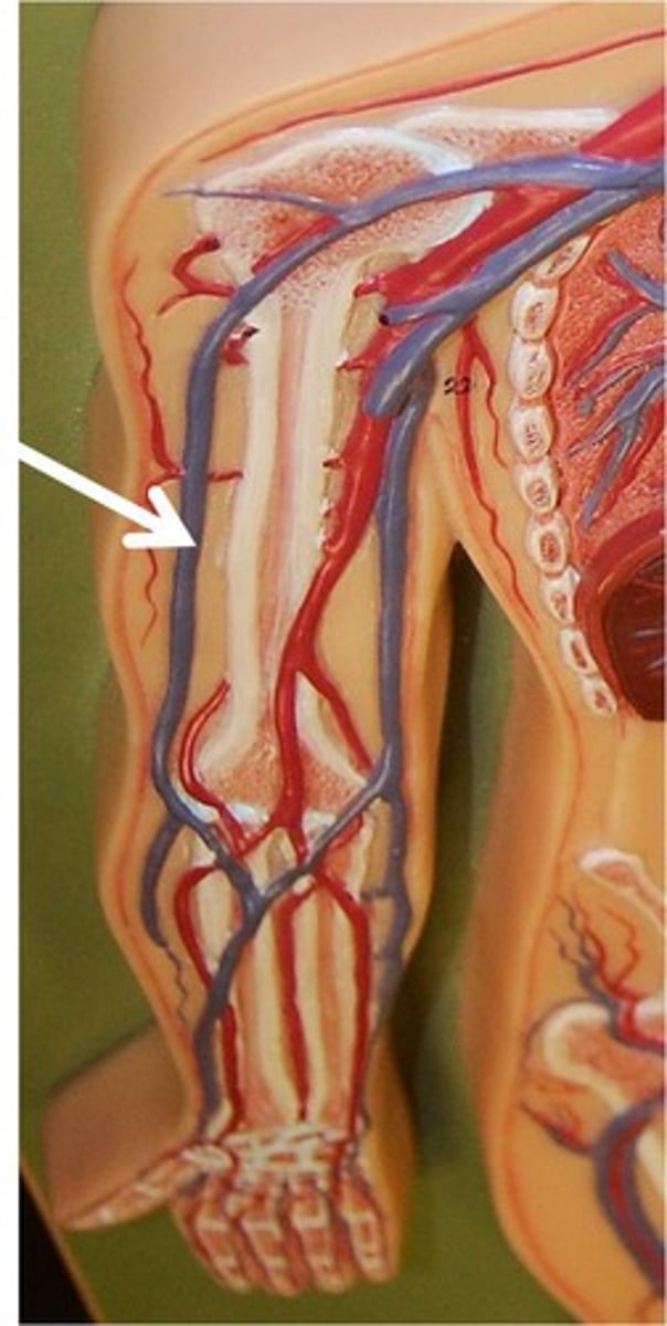<p>The third vessels to emerge from the cranial vena cava, medially. These veins carry blood from the forelimb to the brachiocephalic veins.</p>