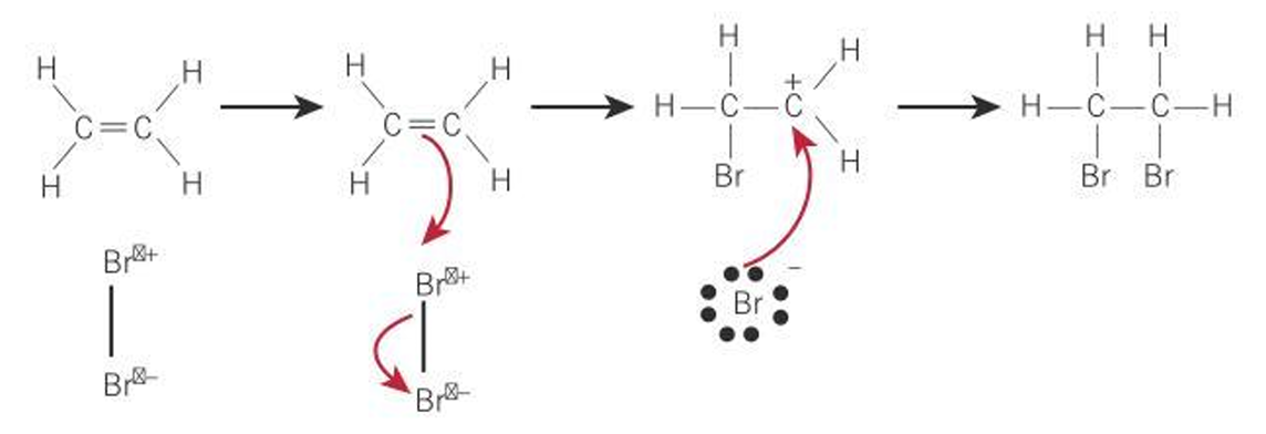<ol><li><p><span style="color: rgb(240, 171, 171);">Bromine becomes polarised as electrons are repelled by double bond</span></p></li><li><p><span style="color: rgb(128, 150, 100);">Bromine atom nearest double bond becomes slightly positive, the other slightly negative</span></p></li><li><p><span style="color: rgb(143, 143, 239);">Positive bromine atom behaves as an electrophile and reacts with alkene double bond. </span></p></li><li><p><span style="color: rgb(233, 160, 232);">One of the carbons becomes a carbocation</span></p></li><li><p><span style="color: rgb(210, 113, 250);">A pair of electrons moves from the negative bromine atom and forms a covalent bond</span></p></li></ol><p></p>