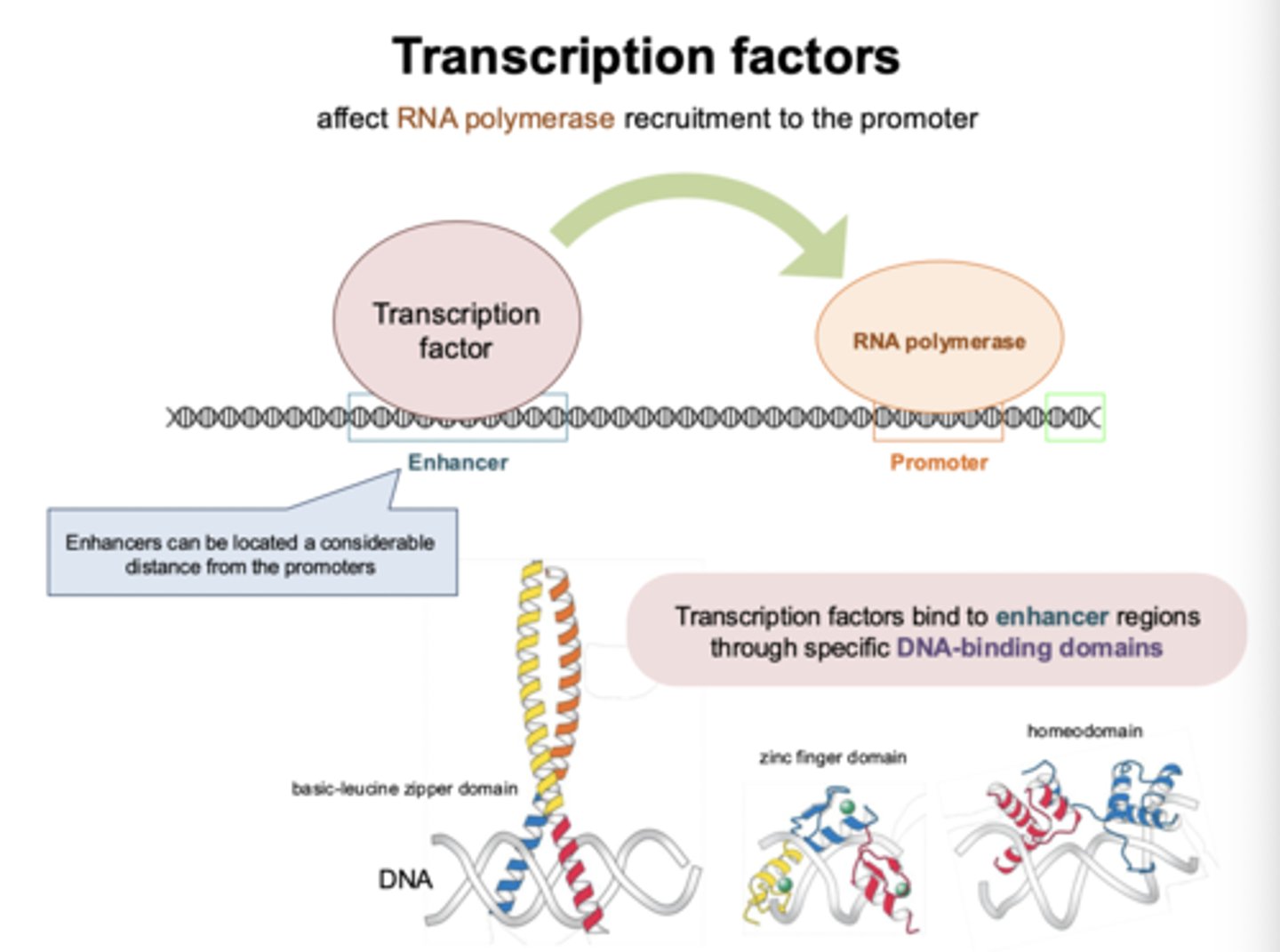 <p>TFs affect RNA polymerase recruitment to the promoter by binding to enhancer regions through specific DNA-binding domains</p><p>- ex: repressors and activators</p>
