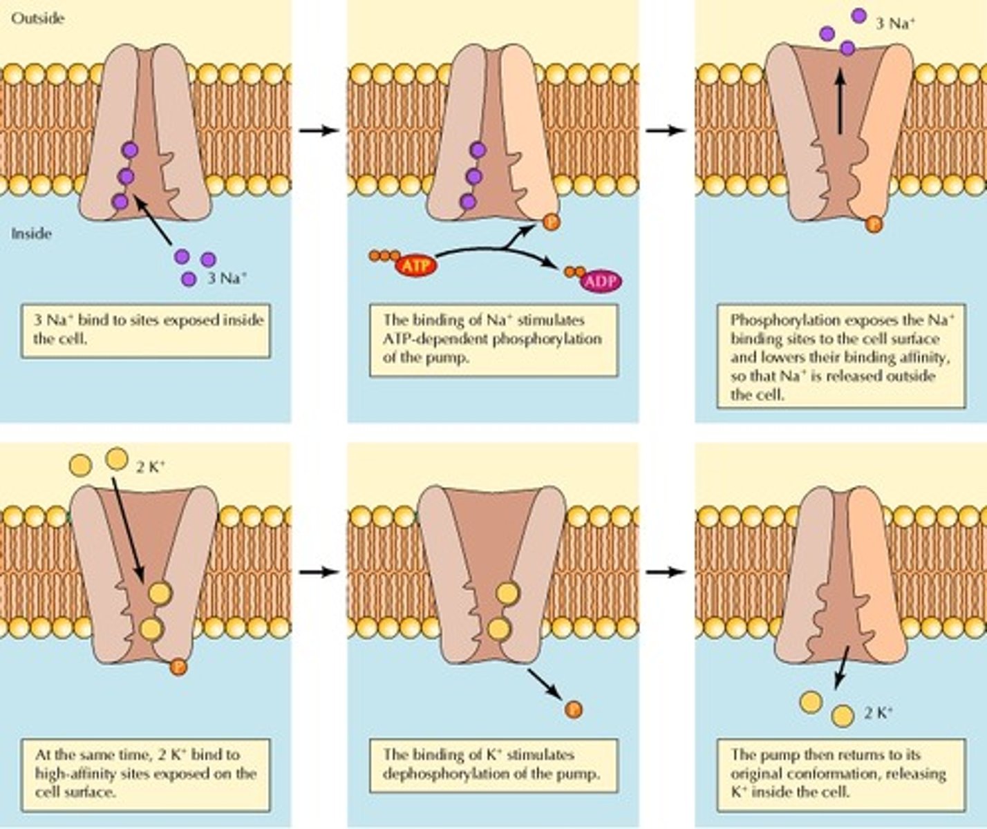 <p>An electrolyte regulated in the blood and urine by the kidneys</p>