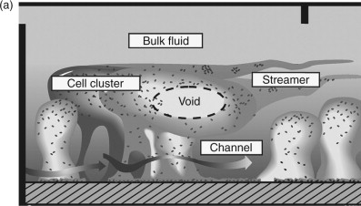 <p>part ot the biofilm structure that transports nutrients and icnrease biofilm surface area </p>