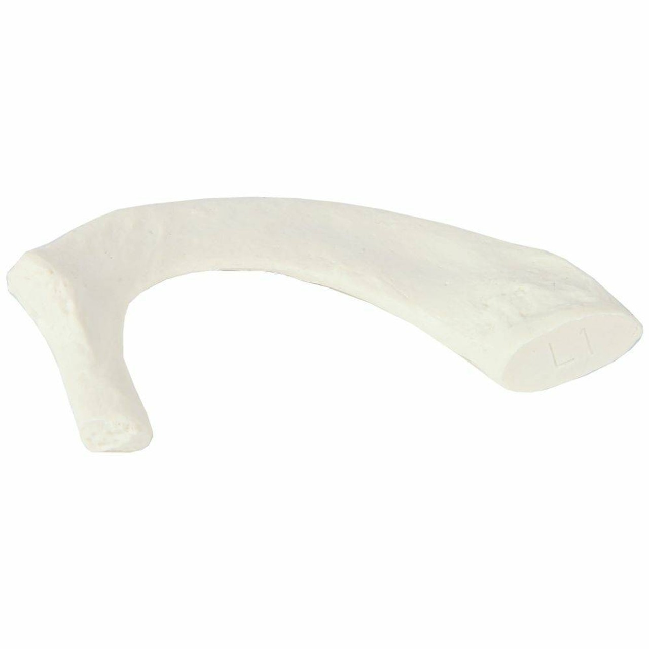 <p>Identify the bone in the image</p>