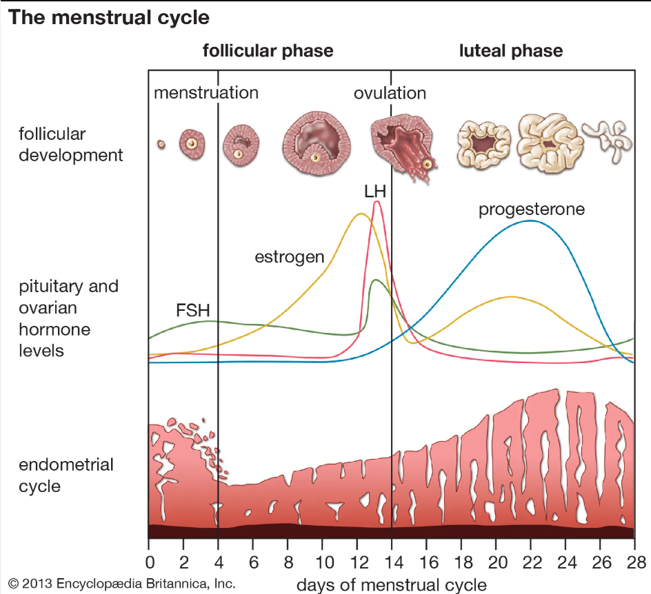 <p>Split into follicular and luteal phase</p>