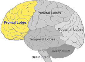 <p>The part of the brain located at the front, behind the forehead.</p>