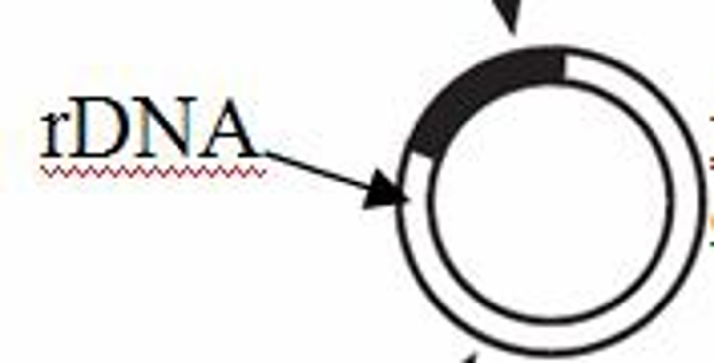 <p>ribosomal RNA (rRNA) genes arranged one after another in tandem repeats</p>