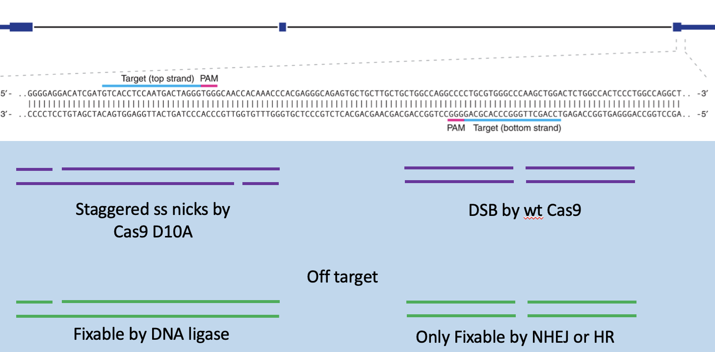 <p>Nickase Cas 9 mutant, 2 sgRNAs and D10A</p><ul><li><p>restains off target effects</p></li><li><p>off target is fixable by DNA ligase</p></li></ul><p></p>