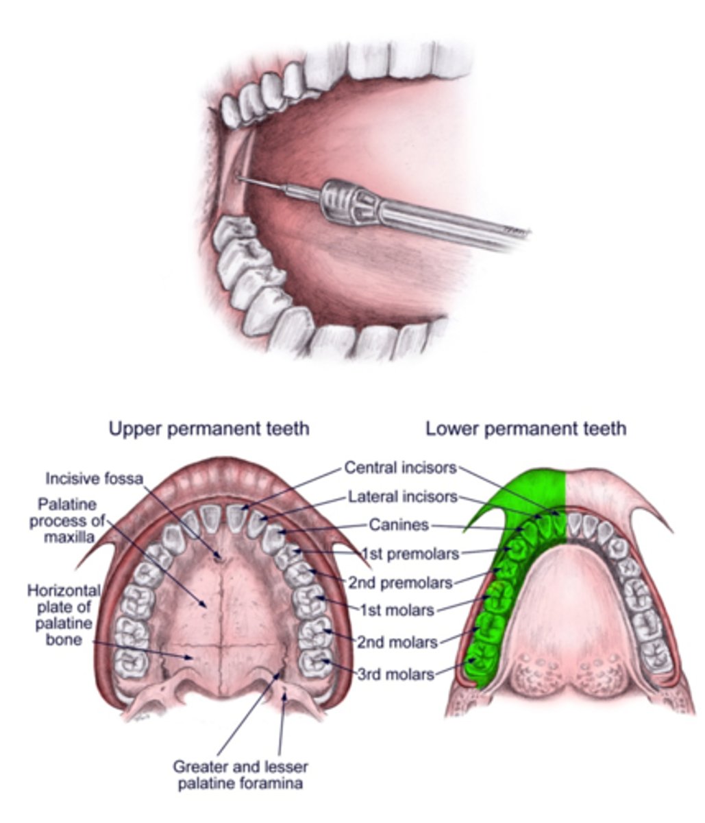 <p>All areas of the manible except the buccals of the 1st, 2nd and 3rd molars</p>