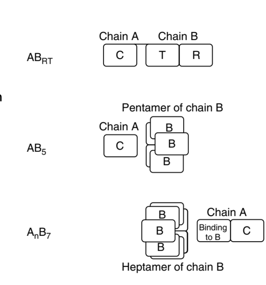 <p>The AB<code>RT</code> toxin</p><p>The AB<code>5</code> toxin</p><p>The A<code>n</code>B<code>7</code> toxin</p>