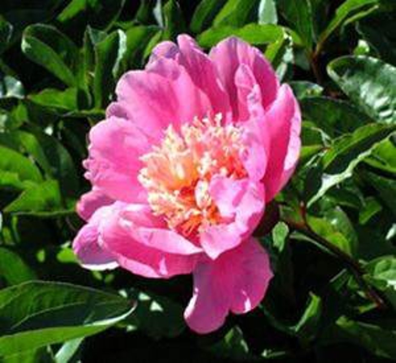 <p>Herbaceous perennial</p><p>Grows 1.5-3'</p><p>Leaves are compound, large and deeply lobed</p><p>Flowers vary in colors ranging from purple red to white or yellow</p>