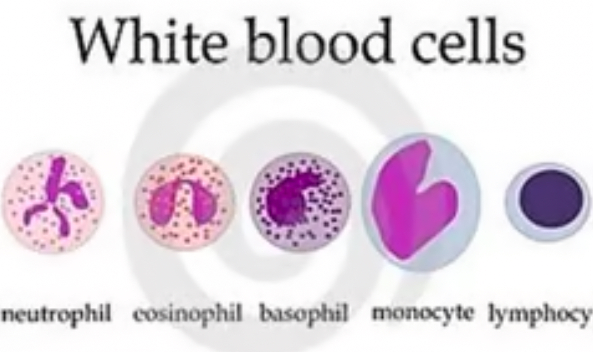 <ul><li><p>Some change shape and engulf pathogen. This is called <mark data-color="yellow" style="background-color: yellow; color: inherit">phagocytosis</mark> </p></li><li><p>They produce antibodies to fight microorganisms </p></li><li><p>They also produce antitoxins and these neutralize/counteract any toxins produced by pathogens </p></li><li><p>Unlike red blood cells they DO have a nucleus </p></li></ul><p></p>