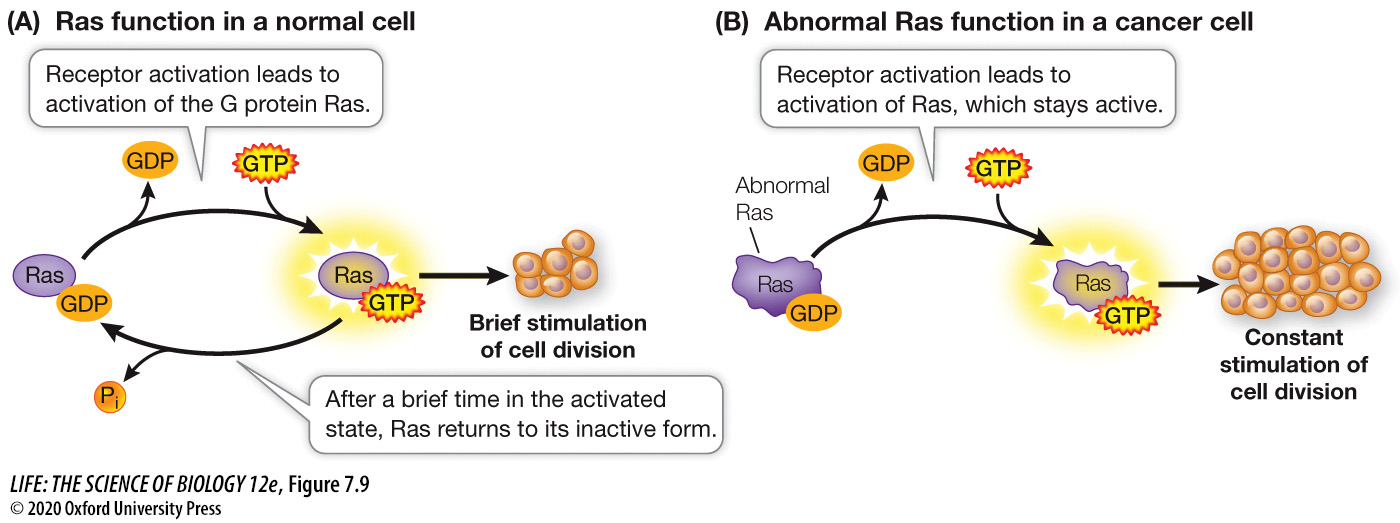 <p>RAS is a G protein that regulates cell division.</p>