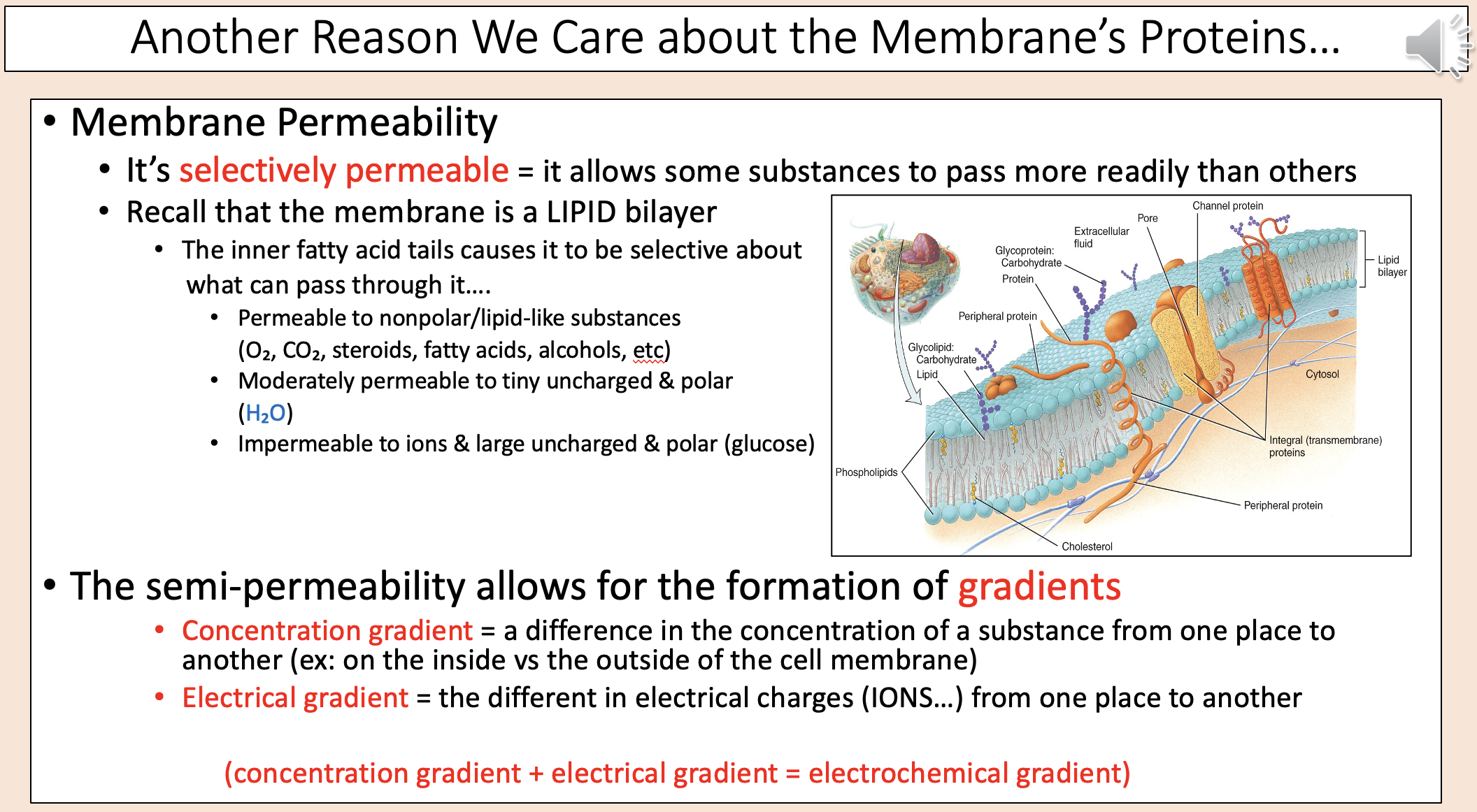 <p><span><span>A difference in the concentration of a substance from one place to another (ex: on the inside vs the outside of the cell membrane).</span></span></p>