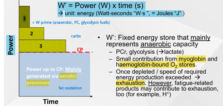 <ol><li><p>W’ can be increased if supplemented with creatine</p></li><li><p>Fuels anaerobic battery with more glycogen as creatine breaks down more PCr</p></li></ol><p></p>