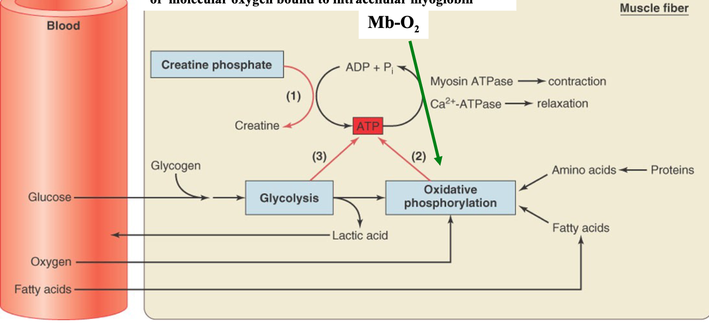 <p>1) anaerobic</p><p>2) aerobic</p><p>energy substrates = fatty acids and glucose</p><p>influx of substrate into muscle depends on exercise intensity and duration</p><p>lactic acid formed by glycolysis is transported to liver and converted to glucose and glycogen</p>