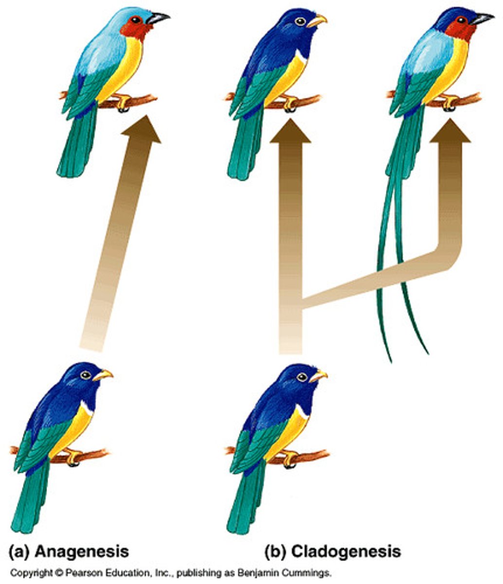 <p>the formation of new and distinct species in the course of evolution.</p>