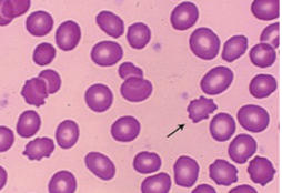 <p>what cells are these?</p>