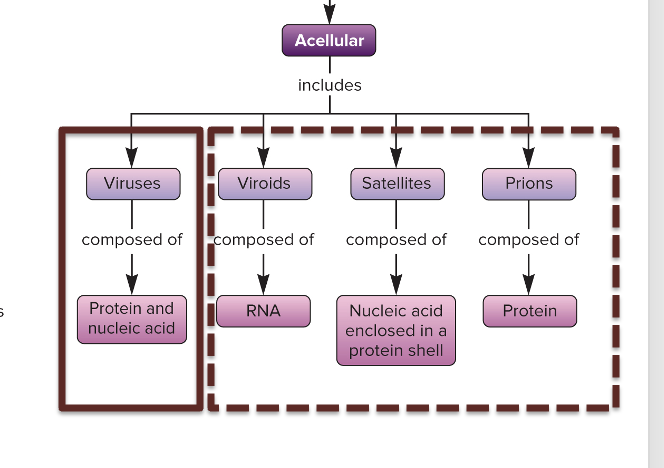 <p>Acellular, composed of protein and nucleic acid</p>