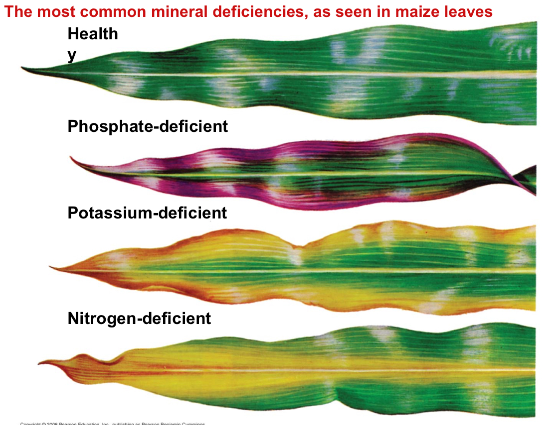 <p>What are the most common deficiencies?</p>