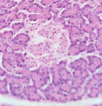<p>Also known as islet of Langerhans, produces insulin and glucagon </p>