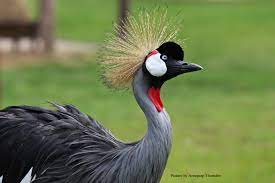 Gruiformes - Gruidae - Balearica pavonina