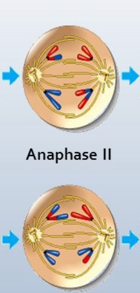 <ul><li><p>Kinetochores pull chromatids to the poles</p></li><li><p>Sister chromatids not identical because of exchange of alleles</p></li></ul><p></p>