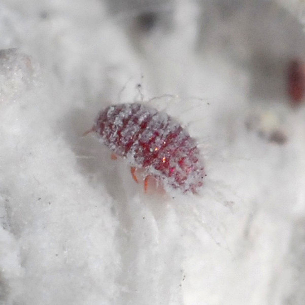 <p>Cochineals (Suborder Sternorrhyncha)</p><p>- Sessile parasites on plants</p><p>- Lives on cacti in genus Opuntia</p><p>- Natural dye carmine is derived</p>