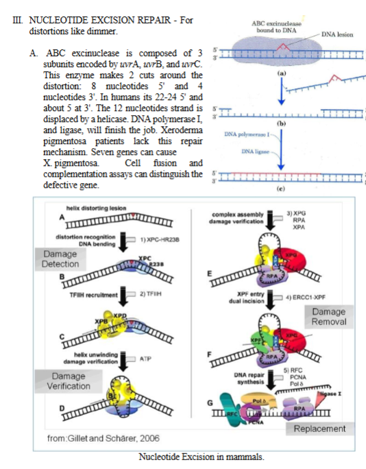 <p>III. NUCLEOTIDE EXCISION REPAIR - For distortions like <strong>thymine dimmer </strong>(damage from UV radiation)</p><p>NER removes a <strong>chunk of nucleotides</strong> <u>instead of just one base</u>.</p><ol><li><p><strong>ABC excinuclease</strong> is composed of 3 subunits encoded by uvr<strong>A</strong>, uvr<strong>B</strong>, and uvr<strong>C</strong>.</p></li></ol><p><strong>uvr</strong> = “UV repair.”</p><p>Excinuclease = a nuclease that removes (“excises”) a damaged segment of DNA.</p><ol start="2"><li><p>ABC exinuclease makes 2 cuts <u>around</u> the distortion: 8 nucleotides 5' and 4 nucleotides 3'.</p></li></ol><p>The ABC excinuclease doesn’t cut the damaged base itself.</p><p>Instead, ABC excinuclease cuts:</p><ul><li><p><strong>8 nucleotides <u>upstream (5’ side)</u></strong></p></li><li><p><strong>4 nucleotides<u> downstream (3’ side)</u></strong></p></li></ul><p>So ABC excinuclease removes a <strong>12-nucleotide segment</strong> containing the damage.</p><p>In humans its 22-24 5' and about 5 at 3'.</p><p>Humans remove a <strong>larger patch</strong> during NER.</p><ul><li><p><strong>22–24 nucleotides on the 5’ side</strong></p></li><li><p><strong>~5 nucleotides on the 3’ side</strong></p></li></ul><p>Total removed in mammals = <strong>27–30 nucleotides</strong>.</p><p>Much bigger than bacteria.</p><p>The <strong>12 nucleotides</strong> strand is <strong>displaced</strong> by a <strong>helicase.</strong></p><p>After excision:</p><ul><li><p>A <strong>helicase</strong> unwinds and removes the damaged fragment.</p></li></ul><p>This leaves a gap.</p><p>DNA polymerase I, and ligase, will finish the job.</p><p>Meaning:</p><ul><li><p><strong>DNA polymerase I</strong> synthesizes new DNA to fill the gap</p></li><li><p><strong>Ligase</strong> seals the final nick in the sugar–phosphate backbone</p></li></ul><p>This restores the DNA to normal.</p><p>In humans, DNA Pol δ/ε fills the gap.</p><p>Xeroderma pigmentosa patients lack this repair mechanism.<br>xero: “dry</p><p>derma; “skin”</p><p>pigemntosa: pigment “coloring matter”</p><p><strong>Xeroderma Pigmentosum</strong> literally means: <strong>“Dry, pigmented skin.”</strong></p><p><strong>Xeroderma pigmentosum (XP)</strong> is a <strong>genetic disease</strong> where people <strong>cannot repair thymine dimers</strong> using NER.</p><p>Seven genes can cause X. pigmentosa.</p><p>There are <strong>seven possible XP genes</strong> (XPA through XPG).<br>Each one corresponds to a <strong>different protein</strong> in the NER pathway.</p><p>Mutations in any of these → XP disease.</p><p><strong>Cell fusion</strong> and <strong>complementation assays</strong> can distinguish the defective gene.</p><p>If you fuse:</p><ul><li><p>a cell from XP patient A</p></li><li><p>with a cell from XP patient</p></li></ul><p>…and the fused cell <strong>repairs UV lesions</strong>, then:</p><ul><li><p>Patient A and patient B had <strong>mutations in <u>different</u> XP genes</strong>.</p></li></ul><p>If fusion <strong>does not</strong> restore repair:</p><ul><li><p>Both patients have mutations in the <strong>same XP gene</strong>.</p></li></ul><p>This is how scientists determine <strong>which XP gene</strong> is defective.</p>