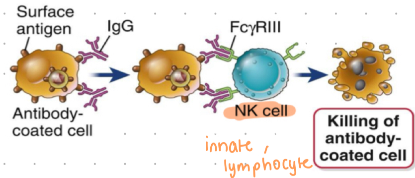 <ul><li><p>IgG binds to foreign antigens on surface of cells (infected cells)</p></li><li><p>NK cells express FcyR3 that engages with IgG bound cell </p></li><li><p>receptor mediated signals elicit release of granules containing toxic proteins</p></li><li><p>Fc region binds to Fc receptors on NK cells (IgG)</p></li></ul>