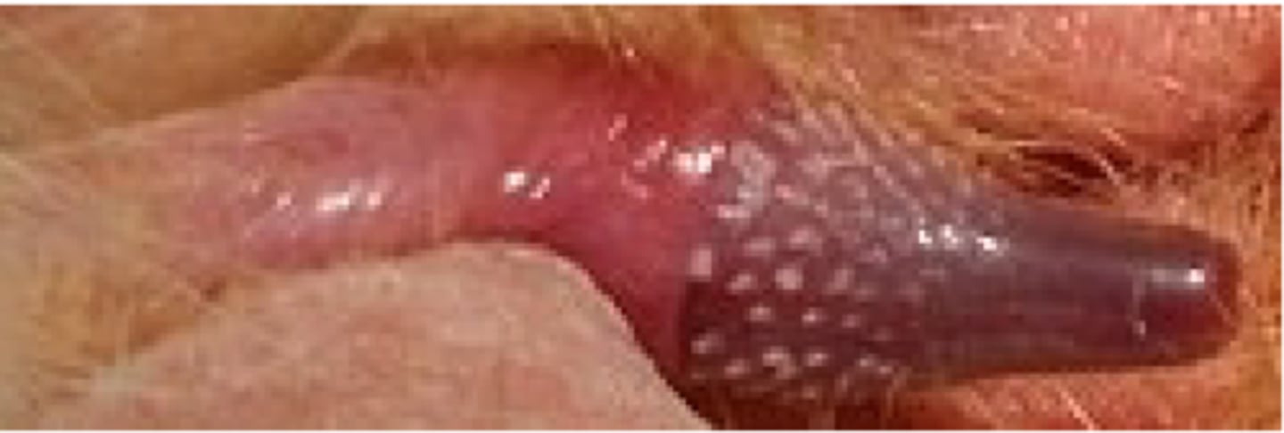 <p>small os penis and 100-200 cornified papillae which regress after castration</p>