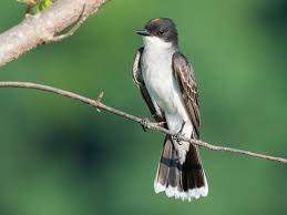 <p>What bird is this?</p>