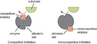 <p>bind to the enzyme at location that is not the active site causing the enzyme and its active site to change shape and preventing the enzymes active site from attaching to the substrate.</p><p></p><p>Bind to an allosteric (other) site,</p><p>changing protein shape </p>