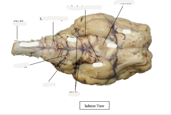 <p>mneumonic for cranial nerve</p>