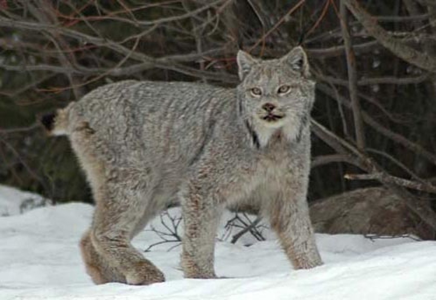 <p>Canada Lynx</p>