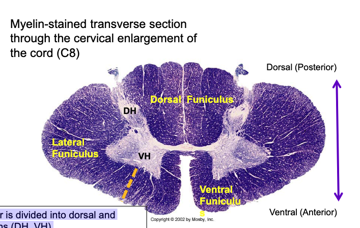 <p>Gray matter is divided into dorsal and ventral horns (DH, VH)</p><p>White matter is divided into funiculi (dorsal {posterior}, ventral {anterior}, lateral)</p>