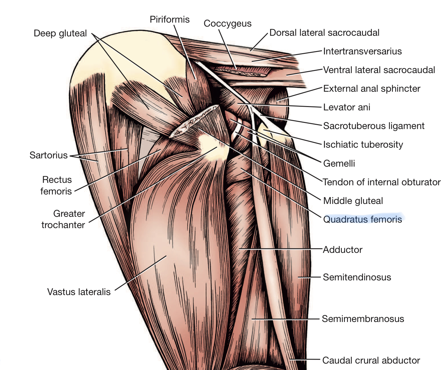 <p>Quadratus femoris</p>