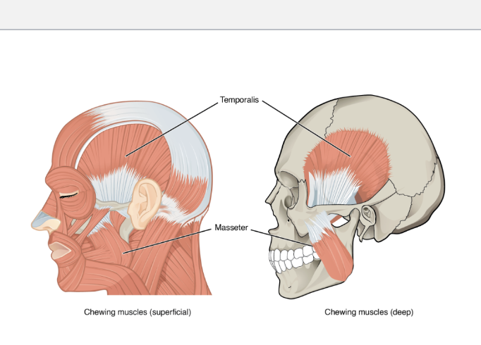 <p>masseter and temporalis</p>