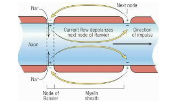 <p>Because of the insulating character of the myelin sheaths, how do action potentials move? this is called…?</p>