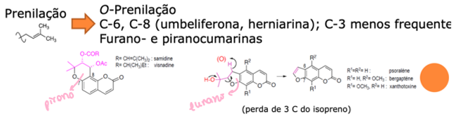 <p>As cumarinas podem sofrer prenilação com uma unidade isoprenica da via acetato, podendo ser o-prenilação ou c-prenilação, diretamente no anel nas posições 6, 8 ou 3 que é menos frequente,</p><p>Piranocumarinas (anel de 6 c) e furanocumarinas (anel com 5c)</p><p>Podem ser adicionadas até 3 unidades.</p><p>Via biossintética mista.</p>