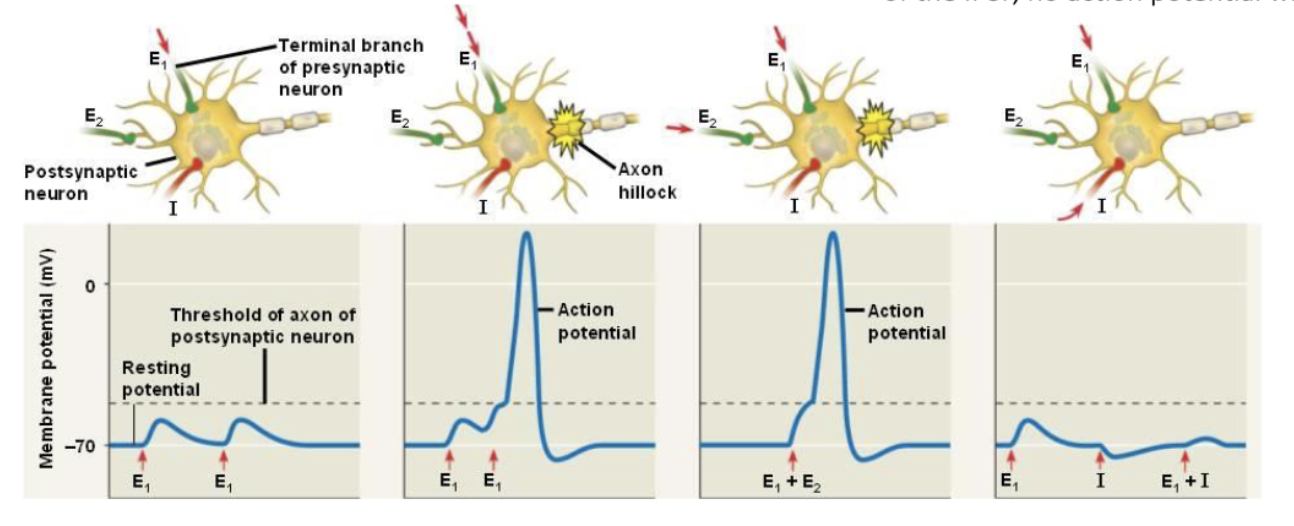 <p><span>A single EPSP is not strong enough to elicit an action potential. The EPSP decays fast. Two EPSPs on the same location quickly after each other do!</span></p><p><span><em><span>Temporal summation</span></em><span>: when the EPSPs follow </span><em><span>in close succession</span></em><span>, the integrated potential at the axon hillock will be large enough to trigger an action potential.</span></span></p><p><span><em><span>Spatial summation</span></em><span>: when different EPSPs occur </span><em><span>simultaneously at different locations</span></em><span>, the integrated potential at the axon hillock will be large enough to trigger an action potential.</span></span></p><p><span><span>The axon hillock integrates all signals (both EPSPs and IPSPs). If the strength of the EPSP is as strong as that of the IPSP, no action potential will be initiated.</span></span></p>