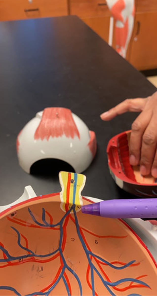 knowt flashcard image