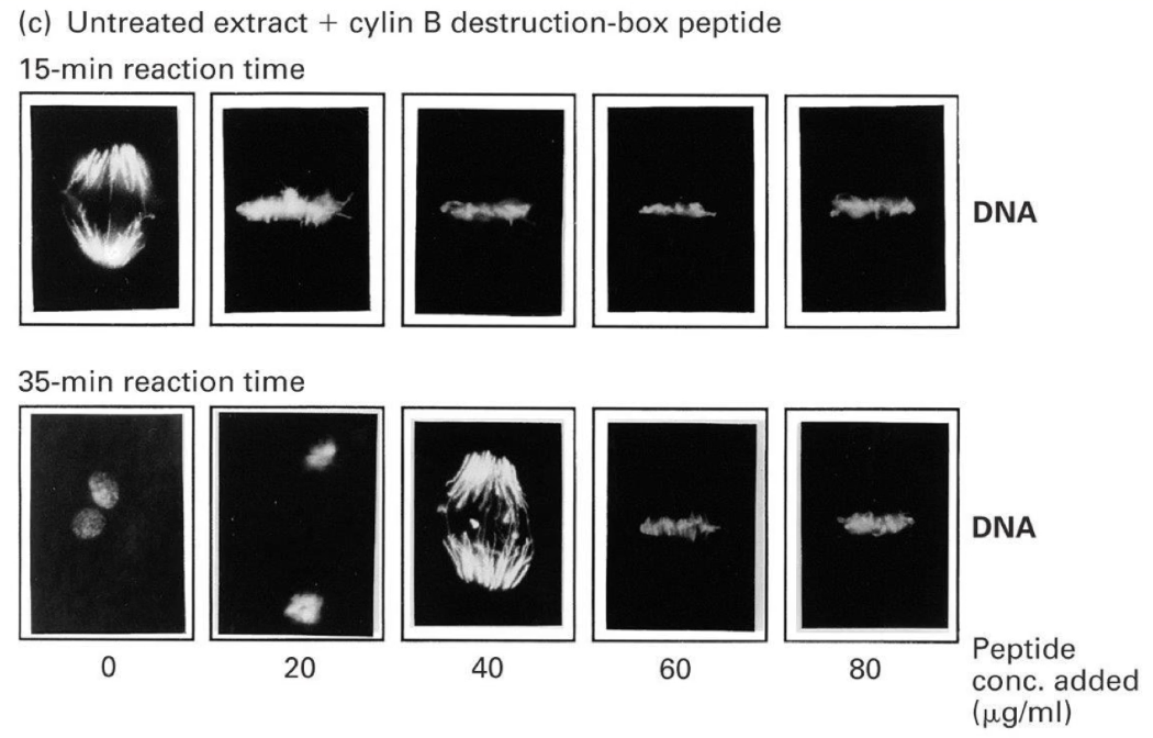 <ul><li><p>Low amounts of D-box peptide caused <strong>delays</strong> in mitosis.</p></li><li><p>High amounts <strong>completely blocked</strong> cells in <strong>metaphase</strong>—they couldn’t move into anaphase.</p></li></ul><p></p><p><strong>Why?</strong></p><ul><li><p>Because APC was so busy binding the excess D-box peptides, it couldn't bind and degrade a real protein needed to progress.</p></li><li><p>This suggested APC has a second critical target: <strong>an anaphase inhibitor</strong>.</p></li></ul><p></p>