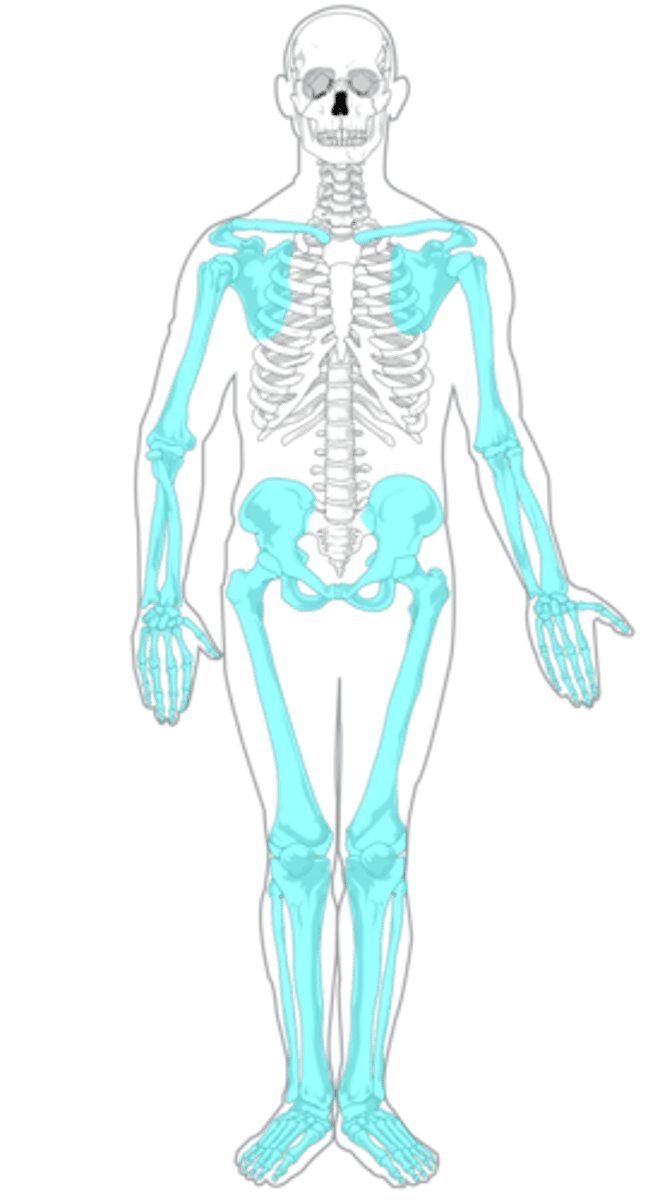 <p>bones of the appendages as well as the pectoral and pelvic girdle</p>
