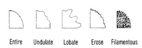 What bacterial colony characteristic do these terms describe?