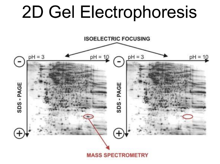 <p>It enables the separation of proteins <strong>based on their isoelectric point and molecular weight</strong>,<strong> facilitating the identification of protein expression levels and modifications. </strong></p>