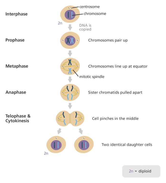 <p>Interphase, Metaphase, Anaphase, Telophase, Cytokinesis </p>