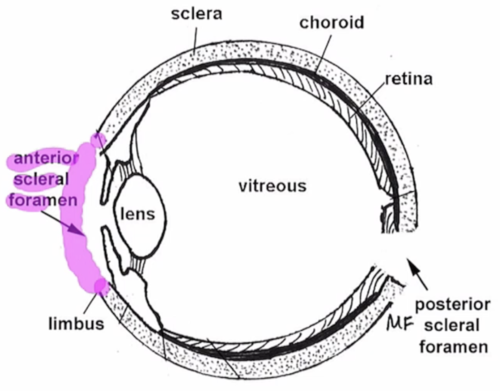 <p>area where ON enters eye </p>
