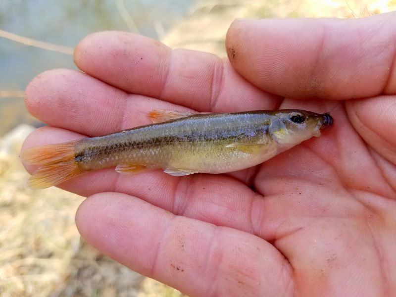<p>olive colored back, white belly; well defined lateral stripe. Lower jaw distinct, with middle lobe protuding ~5 in. Habitat: clean, freestone streams and rises in slow moving pools rather than riffles and fast water</p>