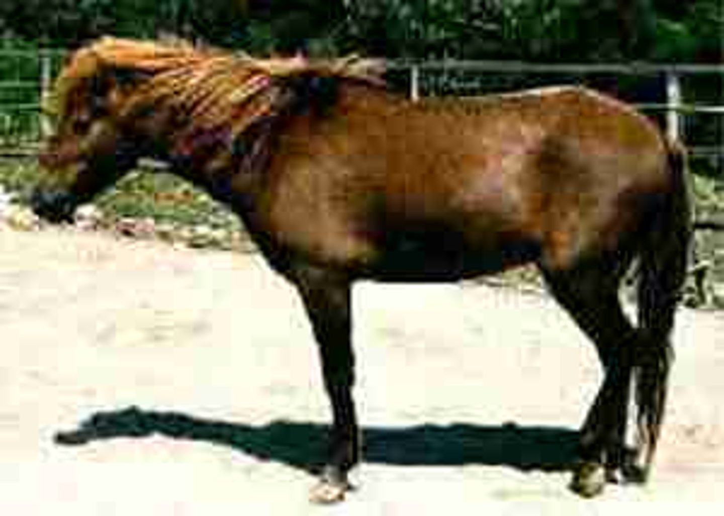 <p>japanese pony and critically endangered breed, used in farming, small and stury and agile on difficult terrain</p>