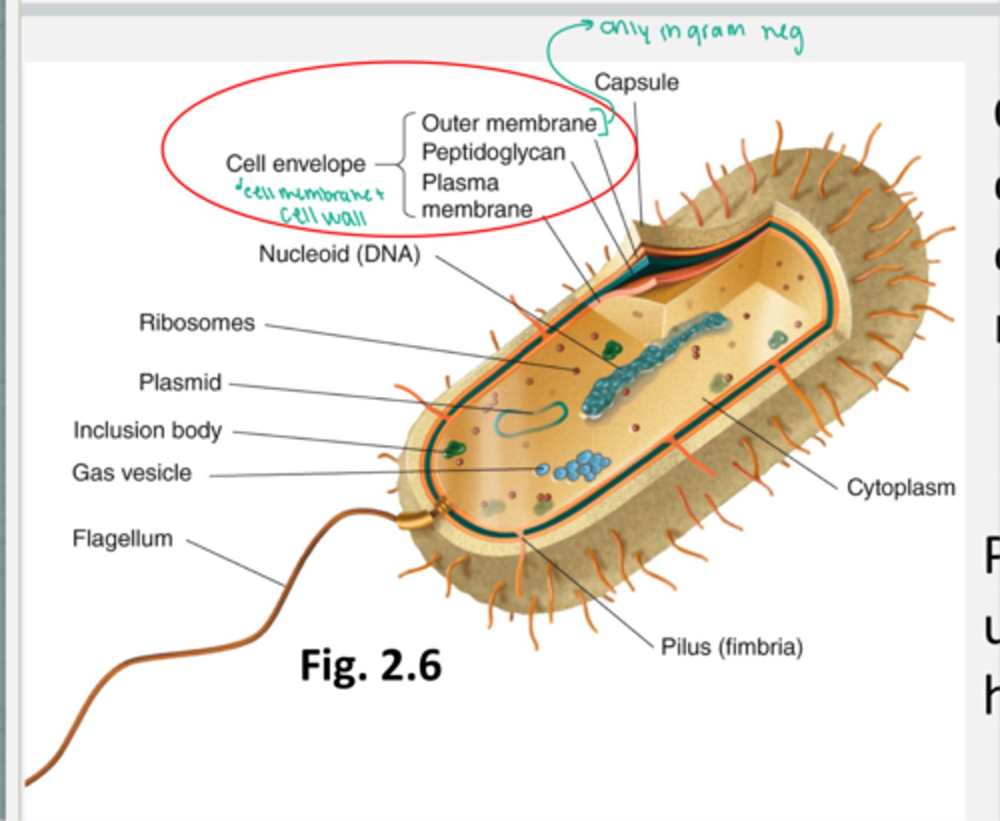 knowt flashcard image